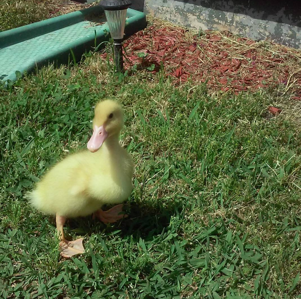 How to AvoidtheOops with Duck Diapers Walmart SheSpeaksUp Our