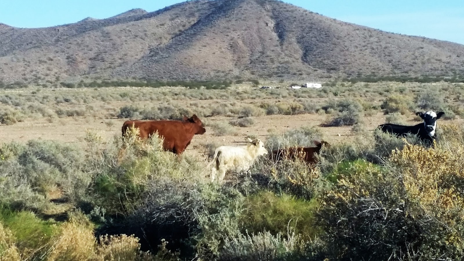 Chambers Realty Group Blog Buying and Selling Mountain Vista Ranches