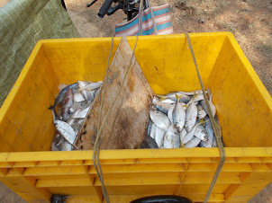 Fish sold by motorcycle fish salesman in Barkur.