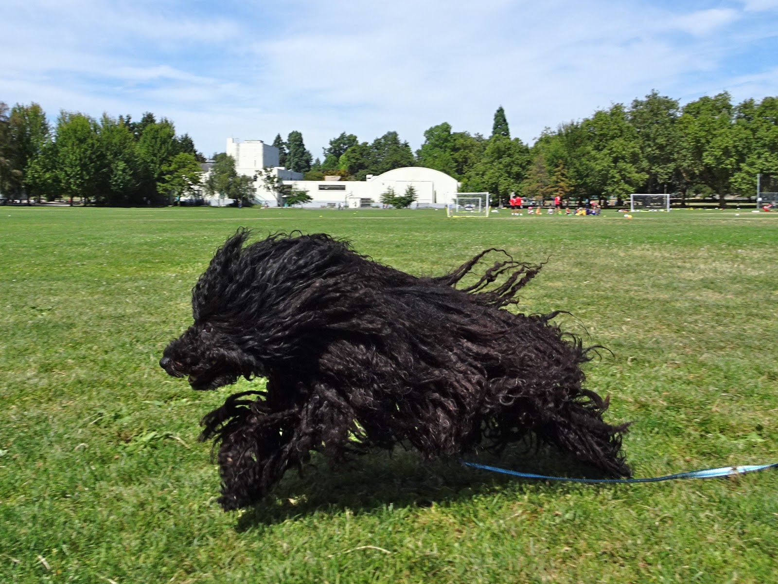 キットと歩こ シアトル いろいろ ストリート ハンガリーの牧羊犬