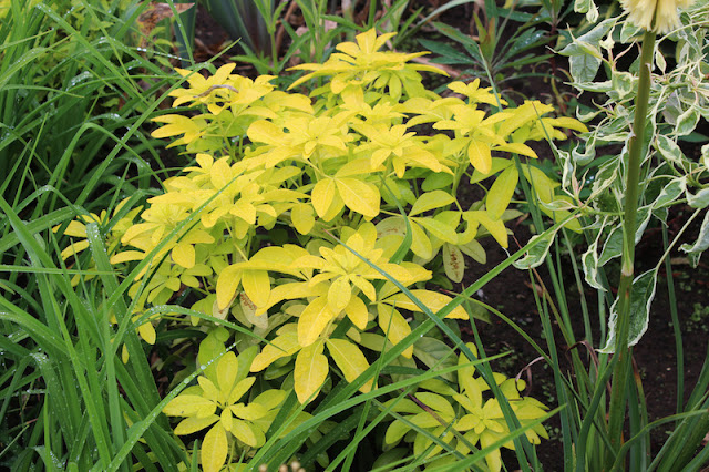 Choisya ternata 'Sundance'