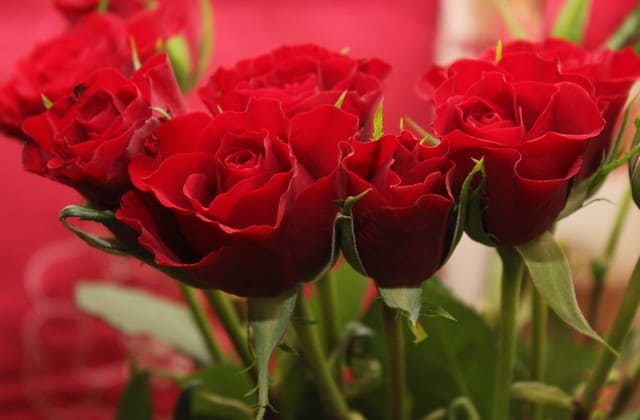 Berbagai cara yang bisa dilakukan dalam merawat bunga mawar merah
