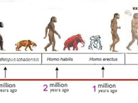 Evolution Diagram Evolution Diagram