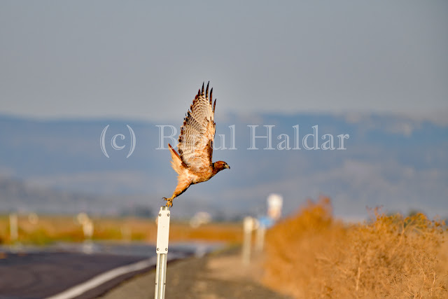 Hawk Taking off from a Pole Hawk Taking off from a Pole