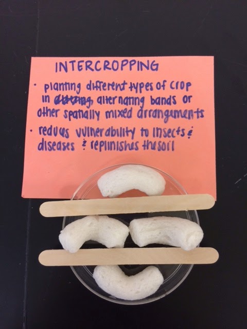 APES Blog Soil Conservation