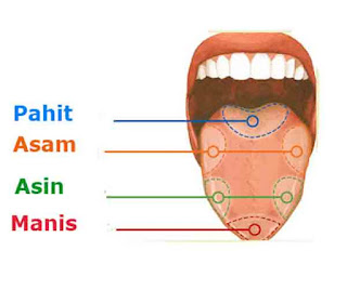 Bagian-bagian lidah