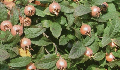 MEDLAR VOĆE - ZDRAVSTVENE KORISTI I ŠTETA - KORISNI SAVJETI