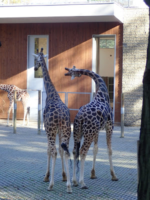 ogród zoologiczny w Krakowie, zoo, atrakcje dla dzieci, Lasek Wolski