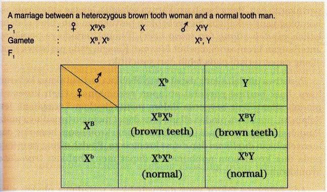 Color Blindness Hemophilia Brown Teeth Drosophila Melanogaster Linkage New Science Biology
