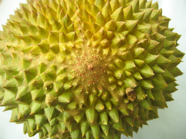 Bila Miss Eina Bercerita Durian Musang King 