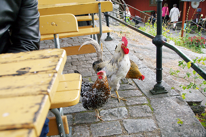 Poultry at Skansens höstmarknad, photo by Alicia Sivertsson.