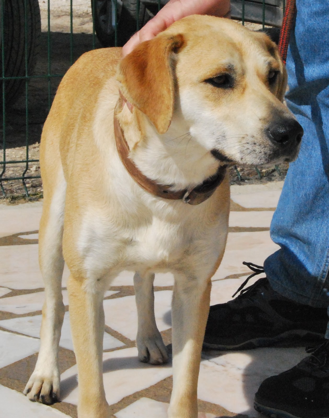 Hunde aus ZentralPortugal adoptieren Laica