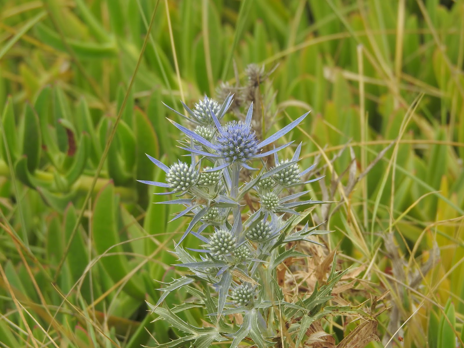 Conny's & Jochen's Fotoblog : Amethyst-Männerstreu (Eryngium amethystinum)