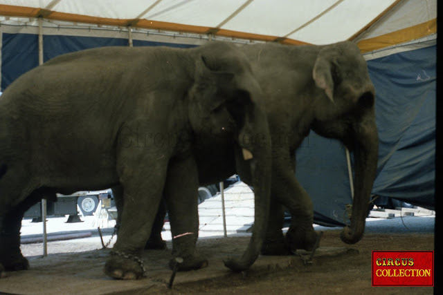 les deux éléphants du cirque Alexis Gruss