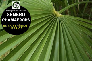 El género Chamaerops arboles o arbustos con el tronco dividido y columnar y grandes hojas dispuestas 