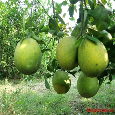Bưởi Sửu Chí Đám Đoan Hùng Bưởi Sửu Chí Đám Đoan Hùng