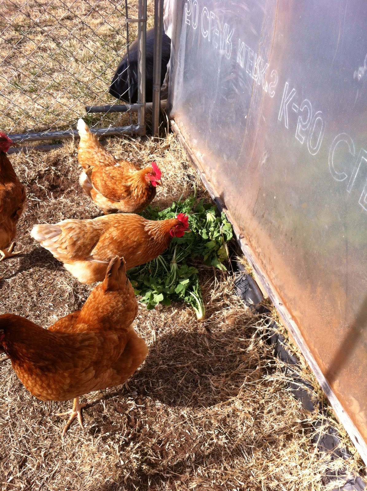 Windy Acres Diary Chicken Salad