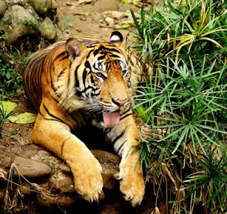 Penyebaran Fauna di Indonesia Penyebaran Fauna di Indonesia
