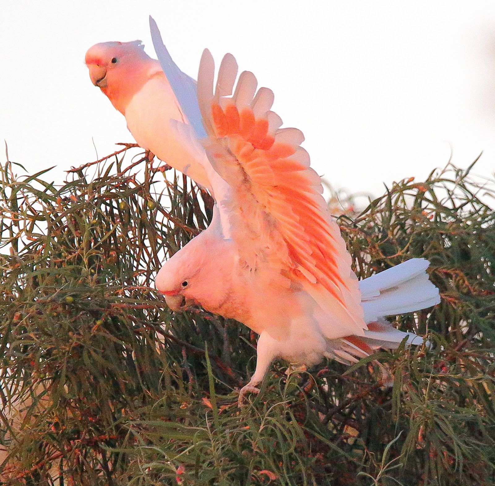 Richard Waring's Birds of Australia: Some "different" Major Mitchell or  Pink Cockatoos