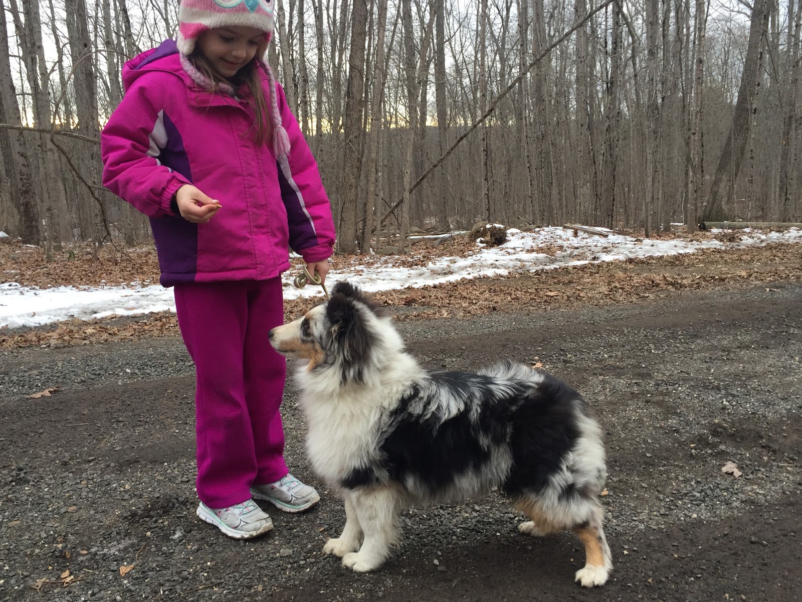 market basket dog food