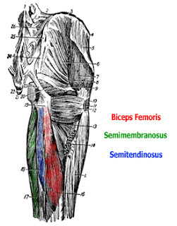 أسماء العضلات الأساسية في الجسم الانسان