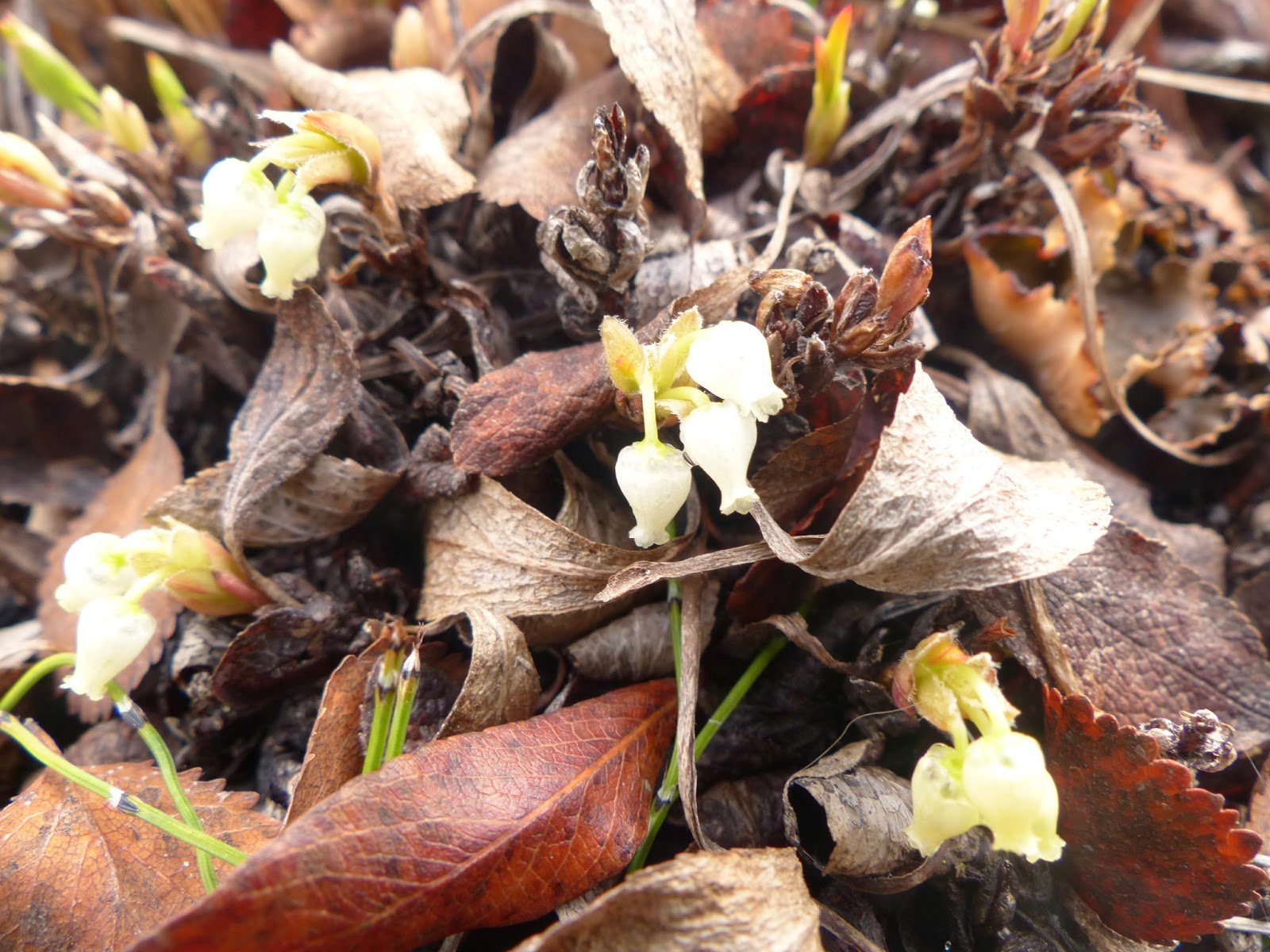 Yukon Wild Berries: Arctous rubra