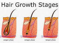 Life Cycle of Natural Hair Health & Scenario Telogen Catagen