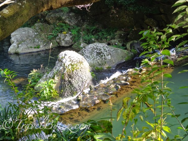 Cheonjiyeon Waterfall (천지연 폭포)