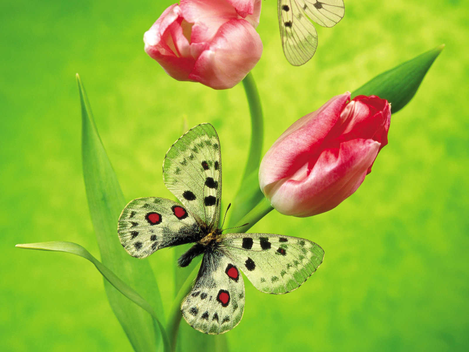 https://4.bp.blogspot.com/-ACjYxS5l27A/TsuevmBoVsI/AAAAAAAABGo/49GdggNt-HI/s1600/Butterfly%2Bwallpaper%2Bfor%2Bhome.jpg