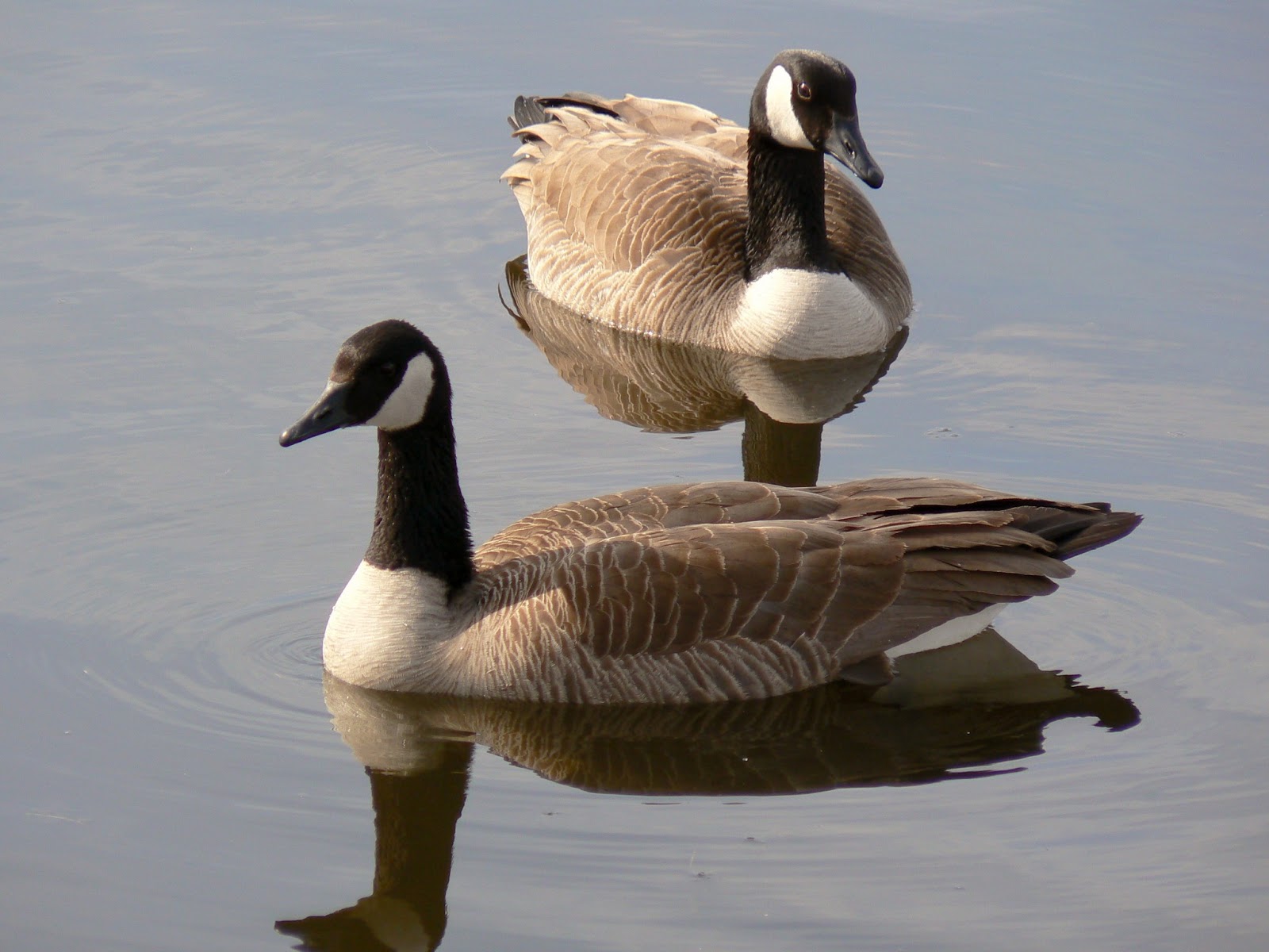 The Canada Goose A Wild Bird The Wildlife