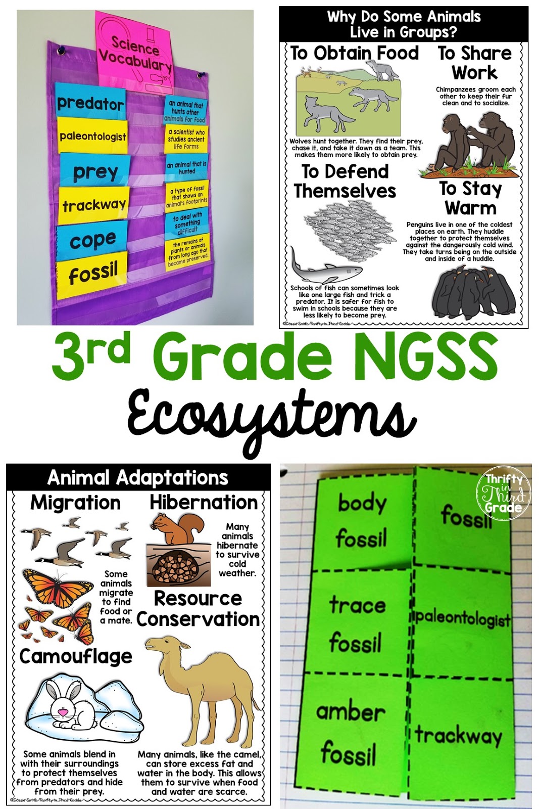 Interdependent Relationships in Ecosystems 3rd Grade NGSS Thrifty in