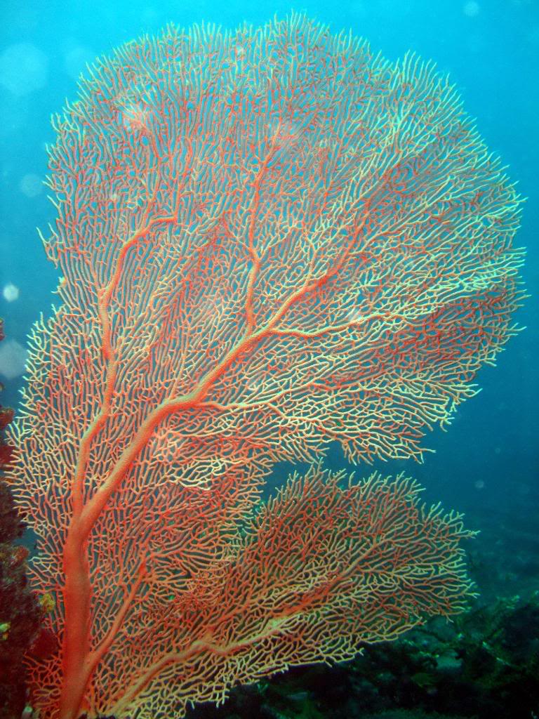 Picture of a sea fan coral.