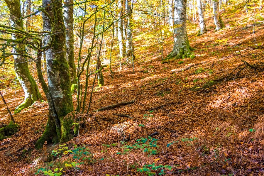 España, Navarra, Pirineo