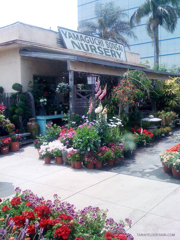 Yamaguchi Bonsai Nursery My L A Lifestyle Elished By George Yamaguchi In 1949 Bonsai Nursery Was First Located On Sawtelle Blvd And Olympic Later 1965 The Moved