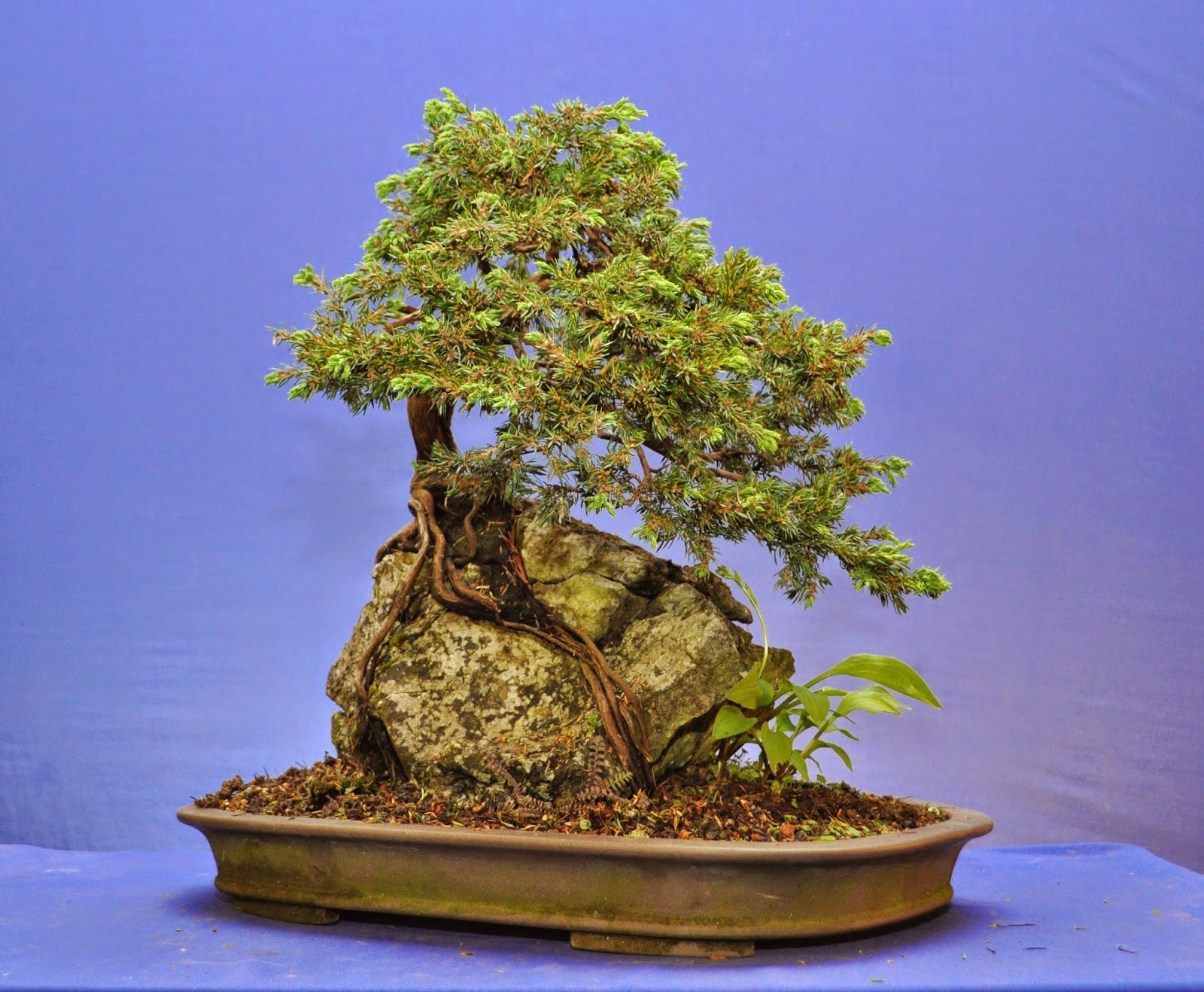 How to grow a bonsai tree on a rock