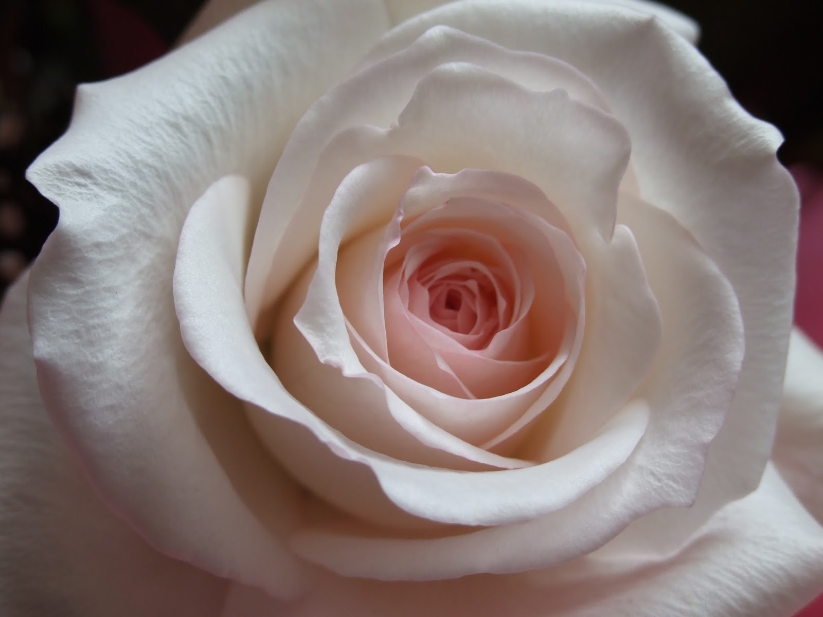 The Eclectic Reader Short & Sweet Review Days Of Rakes and Roses by