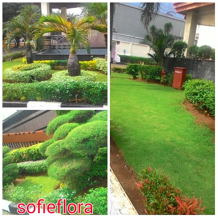Sofie Flora Tukang Taman Sawangan Parung Bogor Jabodetabek Tukang