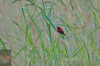 Red Avadavat Red Avadavat