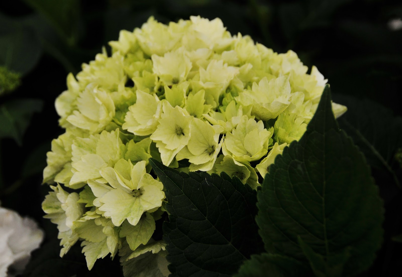 Plant Inventory At 20 Timothy Salix Integra Dappled Willow