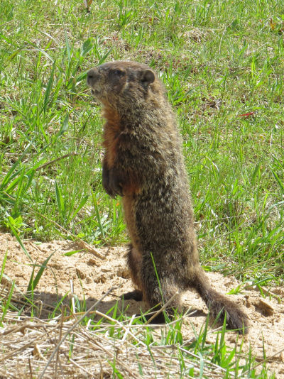 woodchuck
