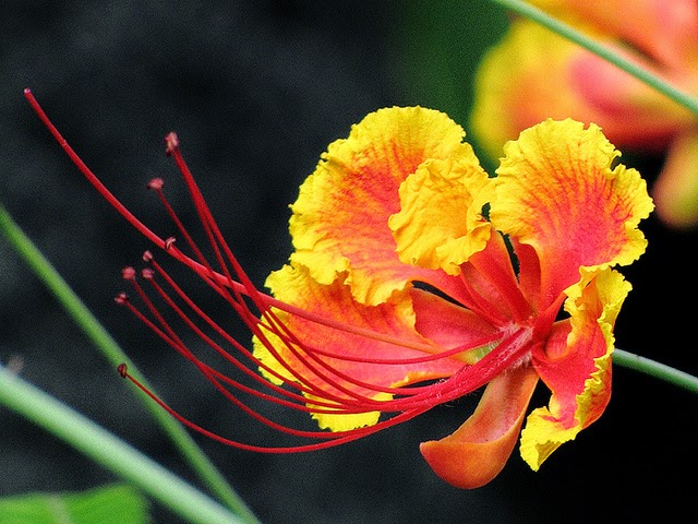  Bunga merak atau disebut juga kembang merak sering dipakai sebagai flora hias & kad Manfaat & Khasiat Bunga Merak (Caesalpinia pulcherrima) 
