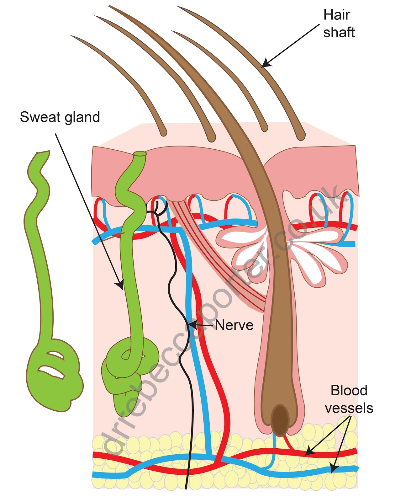 32 Sweat Gland Diagram
