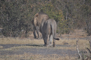 Botswana y Cataratas Victoria. Viaje por libre de 19 dias - Blogs de Botswana - Día 8: De Moremi a Chobe, cruzando Savuti (2)