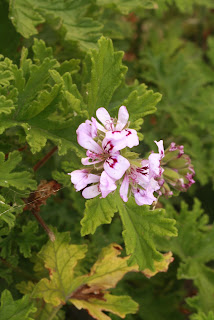 flores de aroma, artemisa, citronella, sorcilicio o geranio aromo Pelargonium odoratissimum