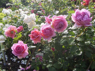 गेंदा की खेती, गुलाब की कलम, गुलाब की खेती से कमाई, गुलाब लगाने की विधि, गुलाब की देखभाल, गुलाब के फूल की जानकारी, गुलाब की कटिंग, गुलाब के बीज
