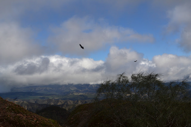 turkey vultures