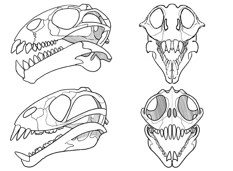 Сравните череп ящерицы и череп собаки. Череп ящерицы. Череп ящера. Скелет черепа ящерицы. Череп ящерицы строение.