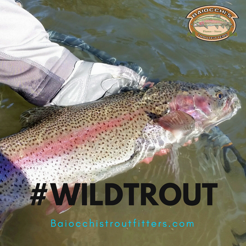 Jon Baiocchi Fly Fishing News: Baiocchi's Troutfitters Upcoming Events ~ February 2018