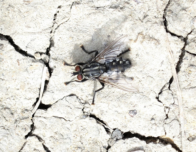 Flesh fly (with big brown eyes) on path of dry, cracked earth.