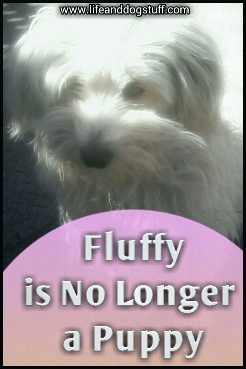 when are dogs no longer puppies fluffy is no longer a puppy and stuff when are dogs no longer puppies fluffy is no longer a puppy and stuff